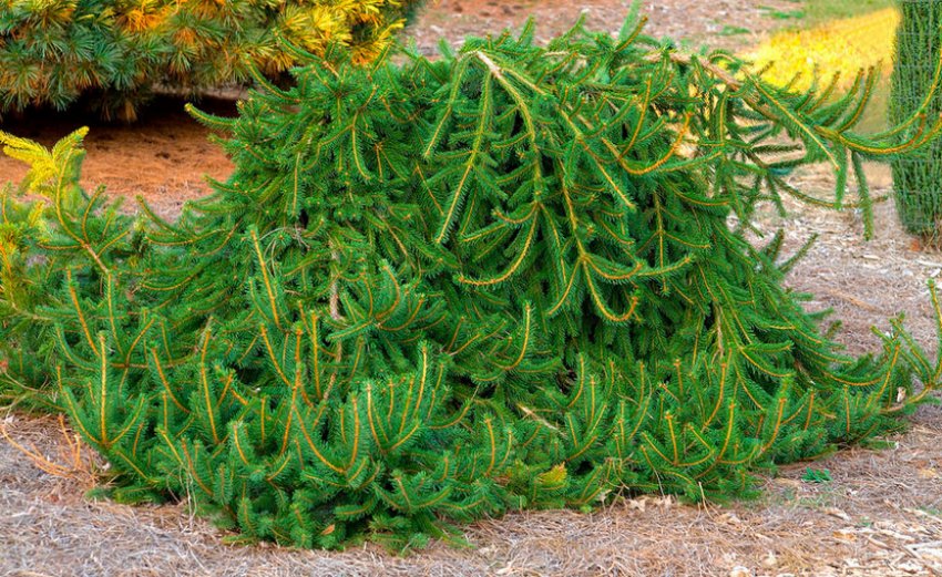 Ялинка Фробург Ялинка Фробург