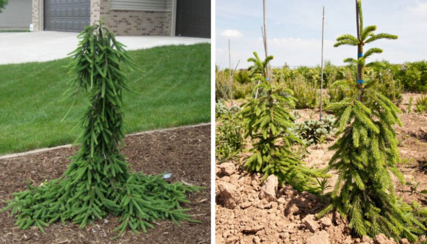 Ялина Фробург Ялина Фробург