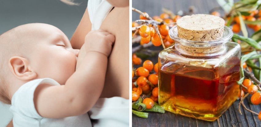 Обліпихове масло при годуванні