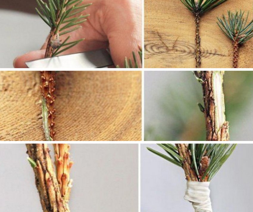 Проведення щеплення