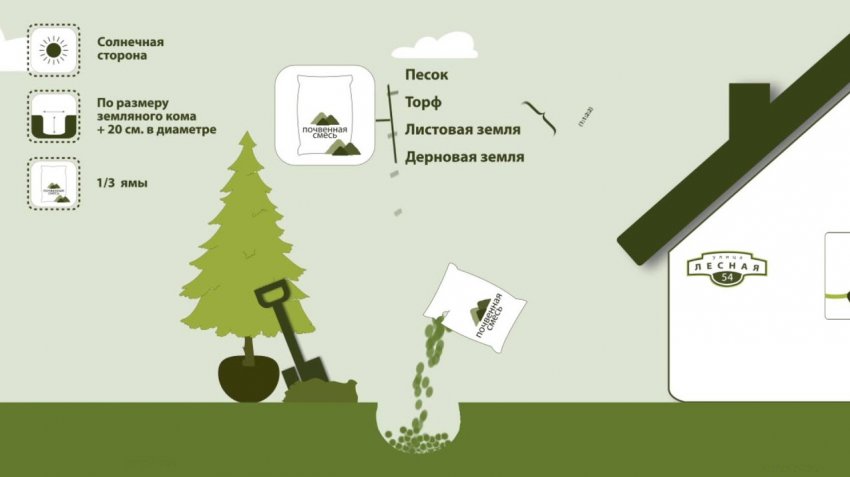 Посадка ялини Посадка ялини