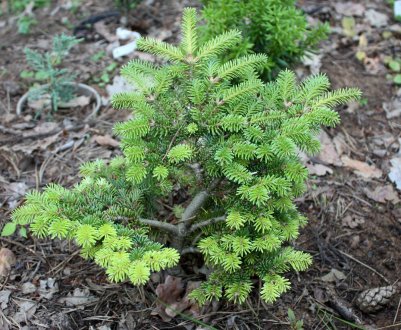 Пересадка ялиці на нове місце