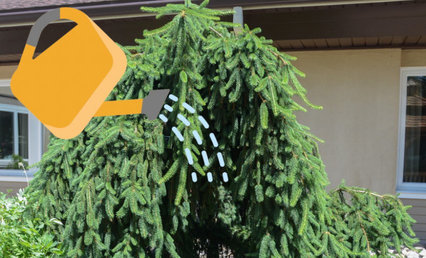 Полив ялини Фробург Полив ялини Фробург