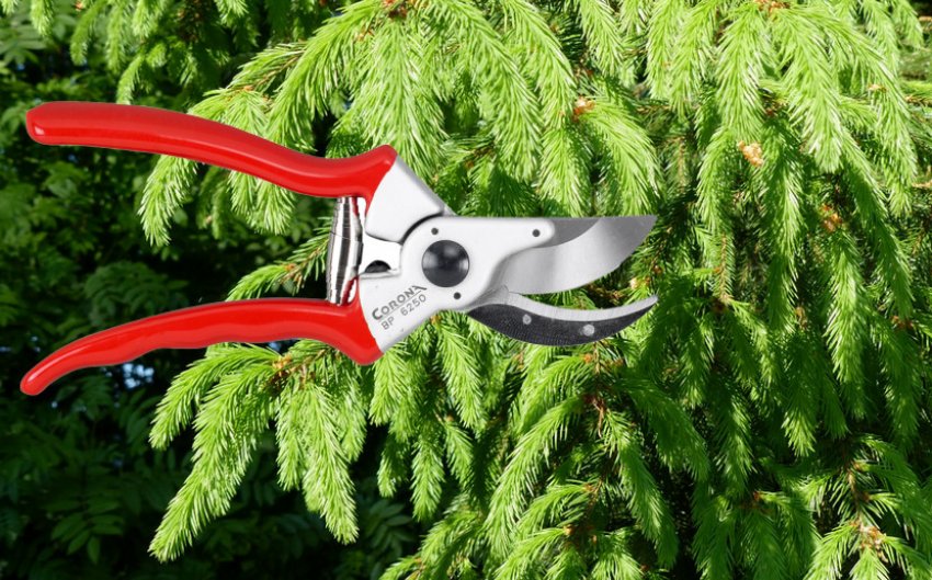 Обрізка яли Фробург Обрізка яли Фробург