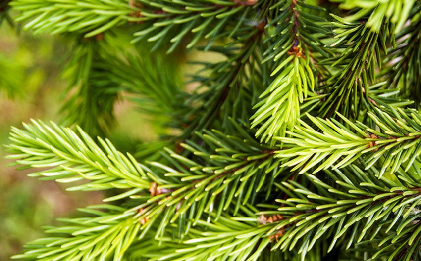 Хвоя ялини Фробурґ Хвоя ялини Фробурґ