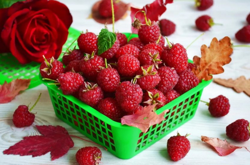 Господарство з Київської області виростило понад 200 тонн органічної малини