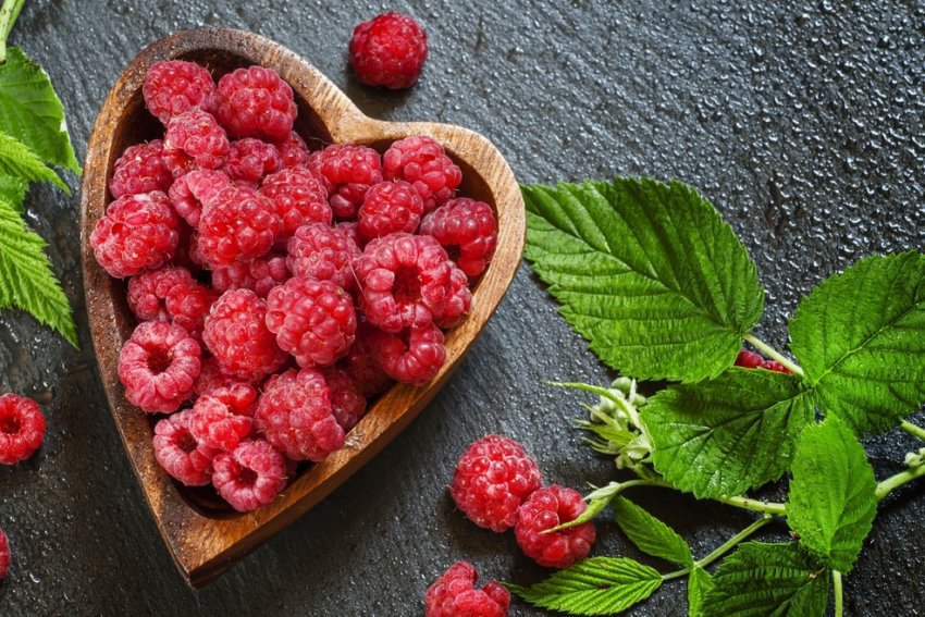 Господарство з Київської області виростило понад 200 тонн органічної малини