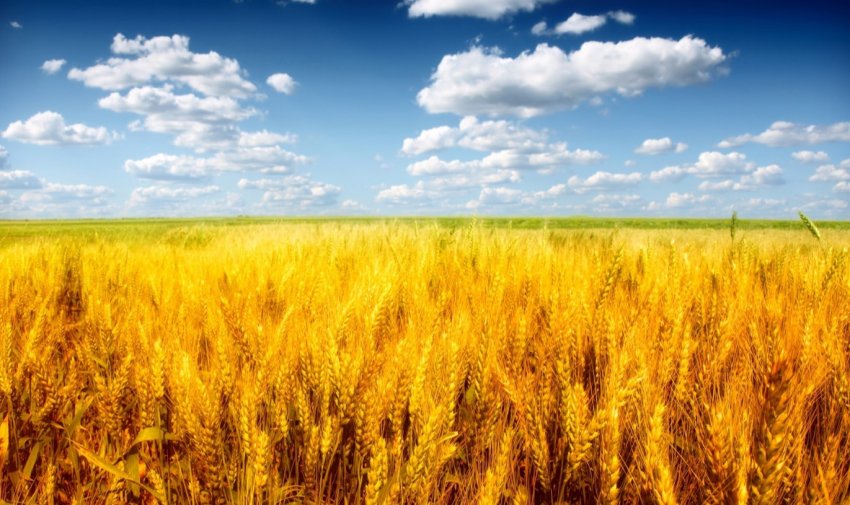 Зміна клімату загрожує пшениці: посуха може зачепити до 60% врожаю у світі Зміна клімату загрожує пшениці: посуха може зачепити до 60% врожаю у світі