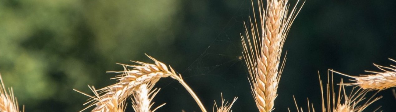 Зміна клімату загрожує пшениці: відсутність опадів може вплинути на до 60% врожаю по всьому світу