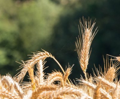 Зміна клімату загрожує пшениці: відсутність опадів може вплинути на до 60% врожаю по всьому світу