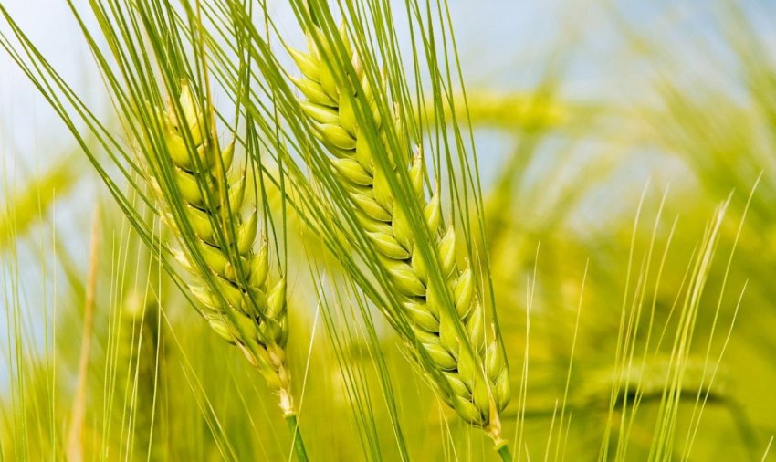 Зміна клімату загрожує пшениці: посуха може зачепити до 60% врожаю в світі Зміна клімату загрожує пшениці: посуха може зачепити до 60% врожаю в світі