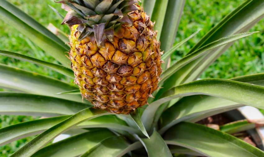 Із відходів ананаса виготовили найкращий кулер для напоїв Із відходів ананаса виготовили найкращий кулер для напоїв