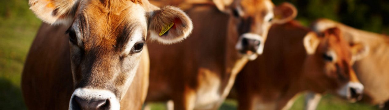 Як вилікувати лишай у корови