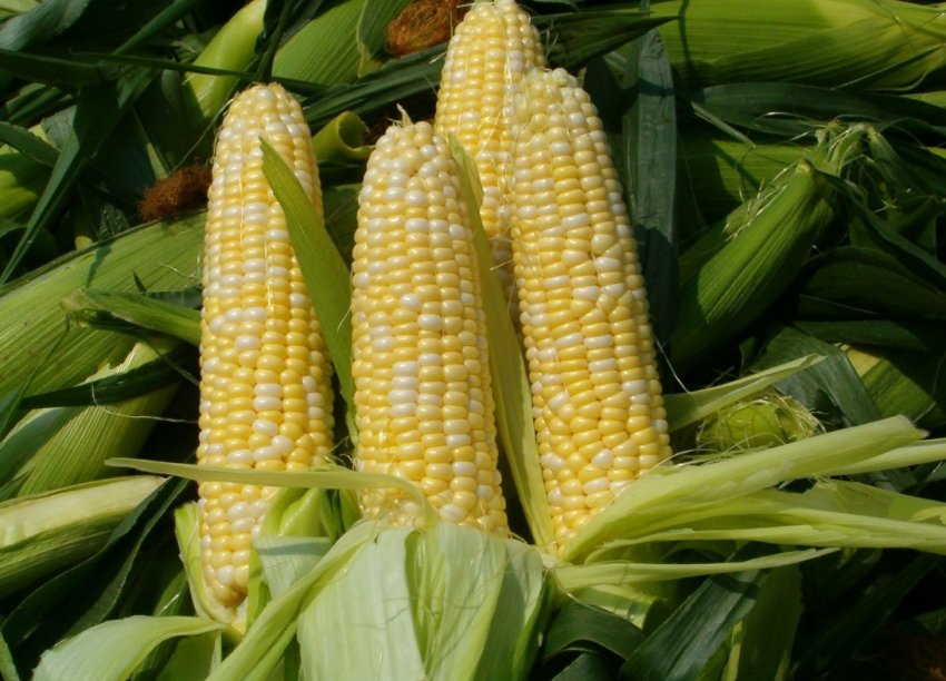 Обсяги сільгосппродукції Луганської області зросли на 9 відсотків за рік Обсяги сільгосппродукції Луганської області зросли на 9 відсотків за рік