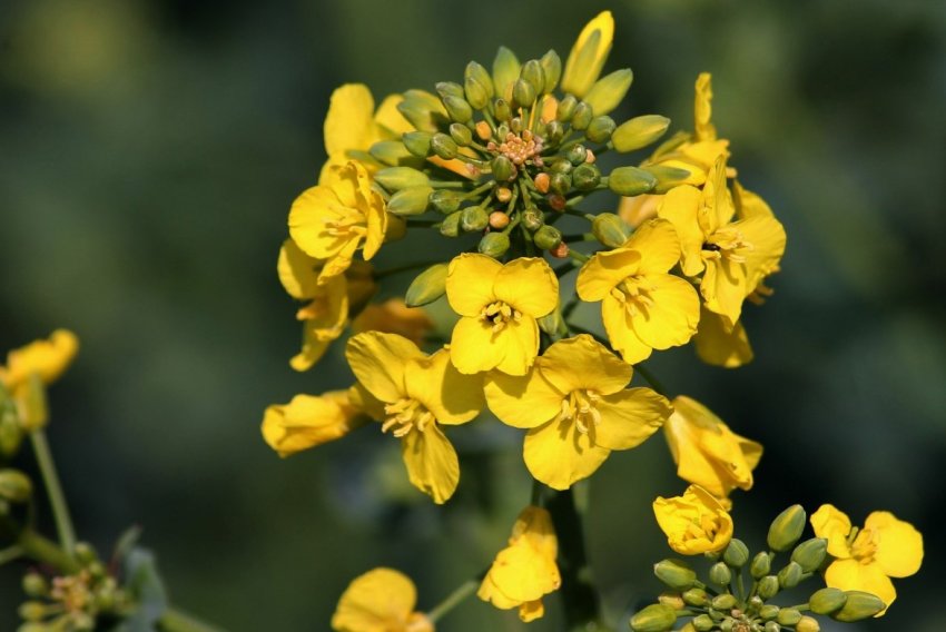 Обсяги сільгосппродукції Луганської області зросли на 9 відсотків за рік Обсяги сільгосппродукції Луганської області зросли на 9 відсотків за рік