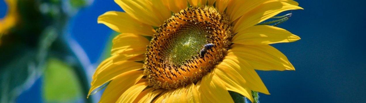 Обсяги сільського господарства Луганської області зросли на 9 відсотків за рік