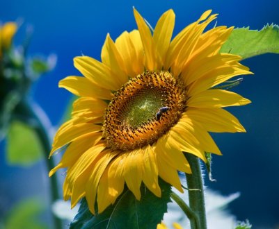 Обсяги сільського господарства Луганської області зросли на 9 відсотків за рік