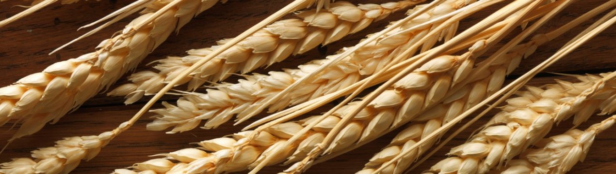 Південноафриканські фермери ризикують залишитися без врожаю пшениці