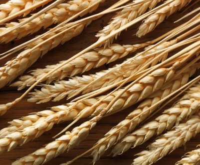 Південноафриканські фермери ризикують залишитися без врожаю пшениці