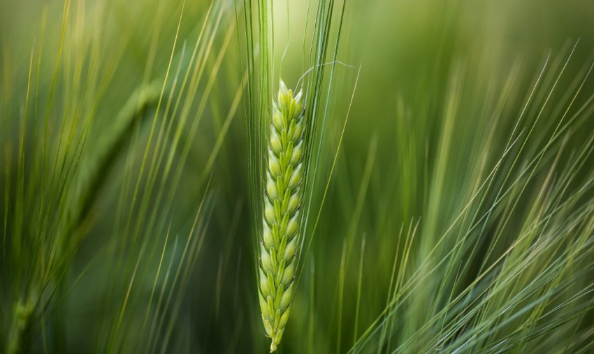 Південноафриканські фермери ризикують залишитися без урожаю пшениці Південноафриканські фермери ризикують залишитися без урожаю пшениці