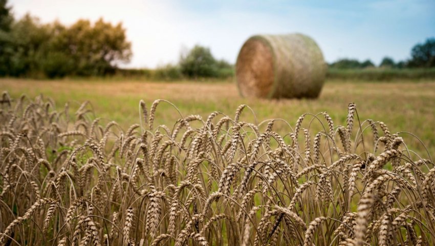 Південноафриканські фермери ризикують залишитися без урожаю пшениці Південноафриканські фермери ризикують залишитися без урожаю пшениці