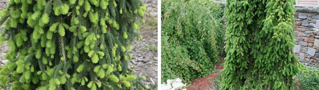 Інверса звичайна плакуча