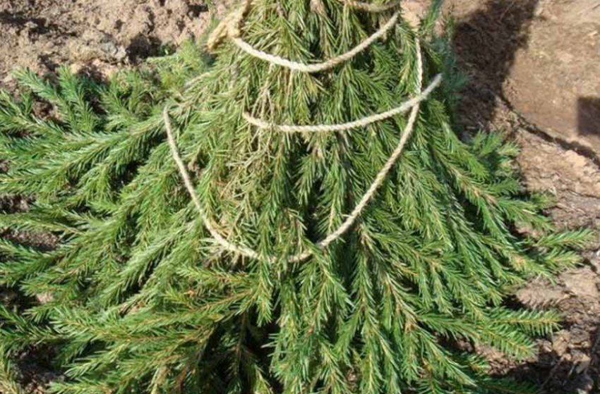 Укриття ялини лапником