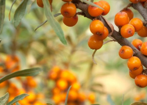 Описание облепихи Гном, её посадка и уход