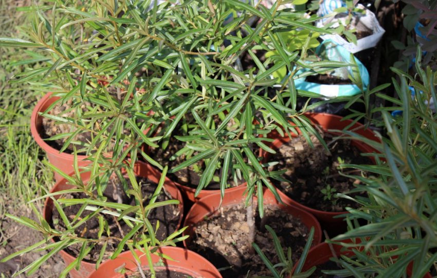 Саженцы облепихи