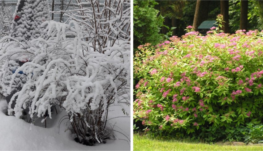 Кущ спіреї Ентоні зимою і літом Кущ спіреї Ентоні зимою і літом