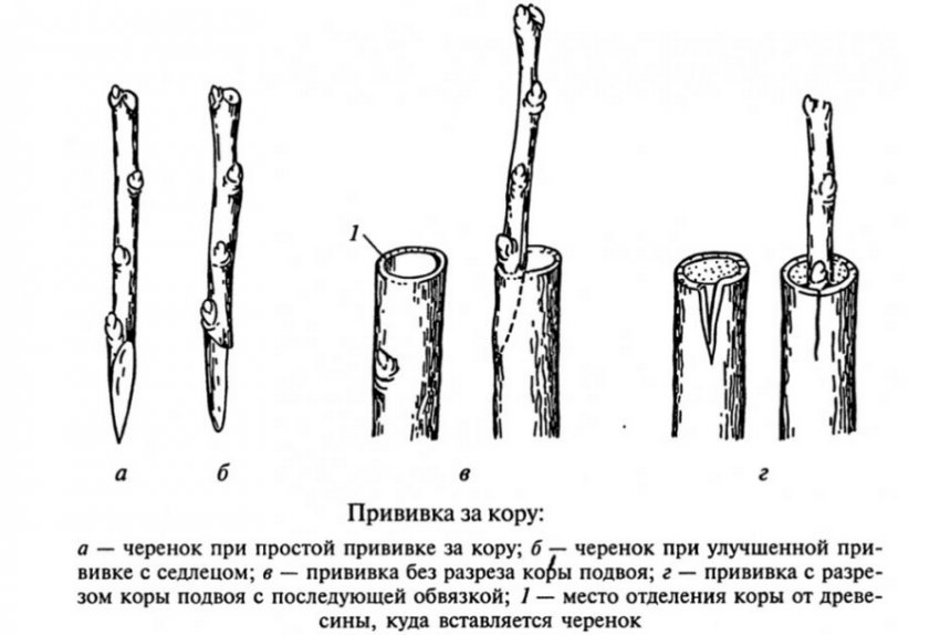 Прививка облепихи