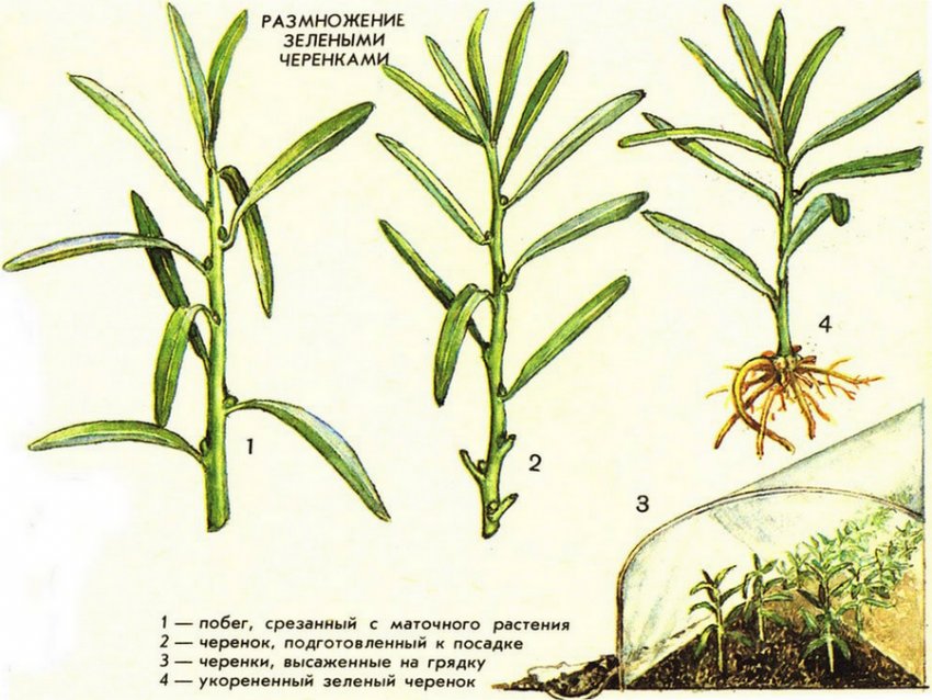 Облепиха из черенков