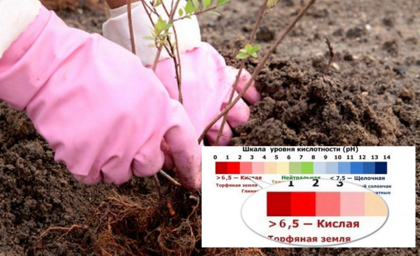 Ґрунт для посадки спіреї Ґрунт для посадки спіреї