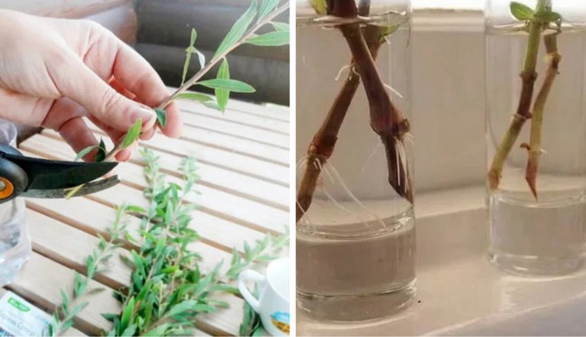 Підготовка черенків спіреї Підготовка черенків спіреї