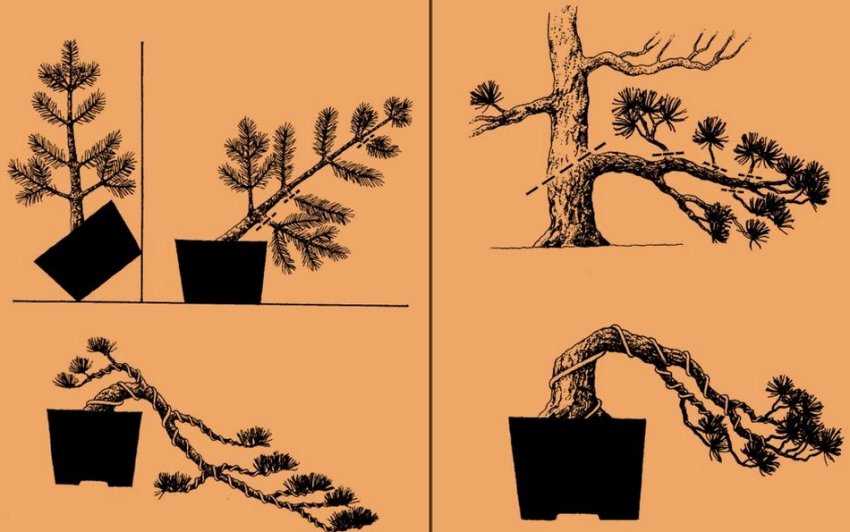 Формування бонсай