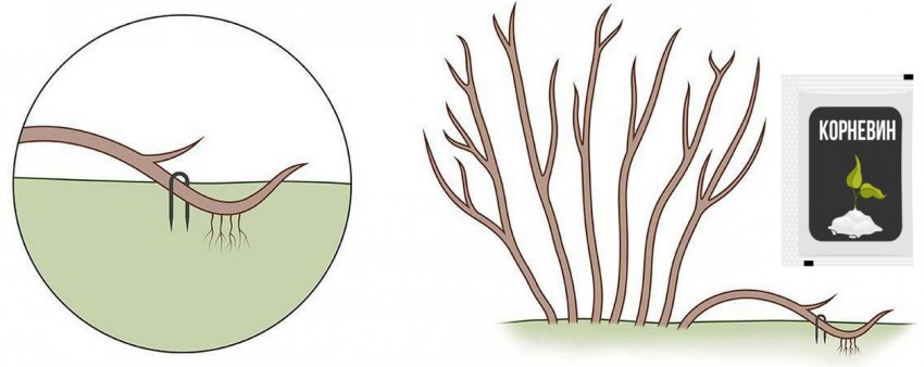 Розмноження куща спіреї відводками Розмноження куща спіреї відводками