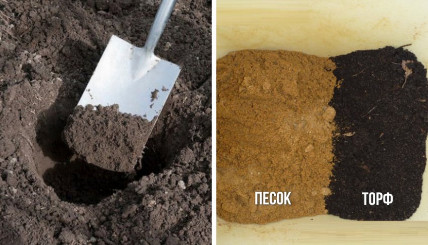 Підготовка ґрунту до посадки Підготовка ґрунту до посадки