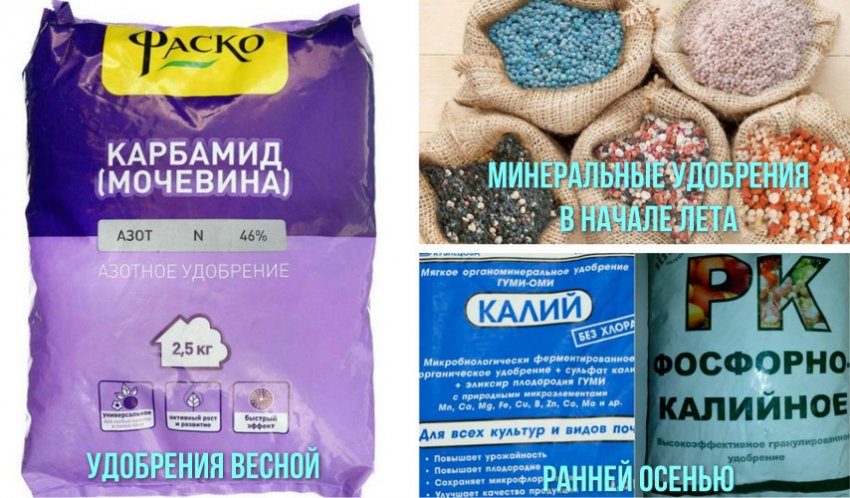 Схема внесення підживлення Схема внесення підживлення