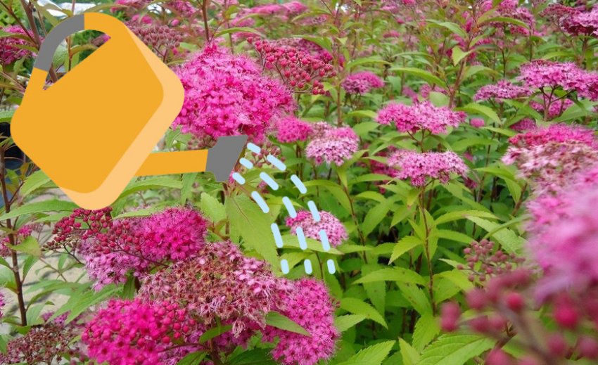 Полив спіреї Антоні Вартер Полив спіреї Антоні Вартер