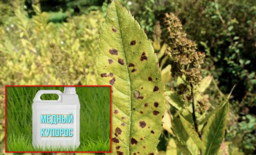 Боротьба з коричневою плямистістю Боротьба з коричневою плямистістю