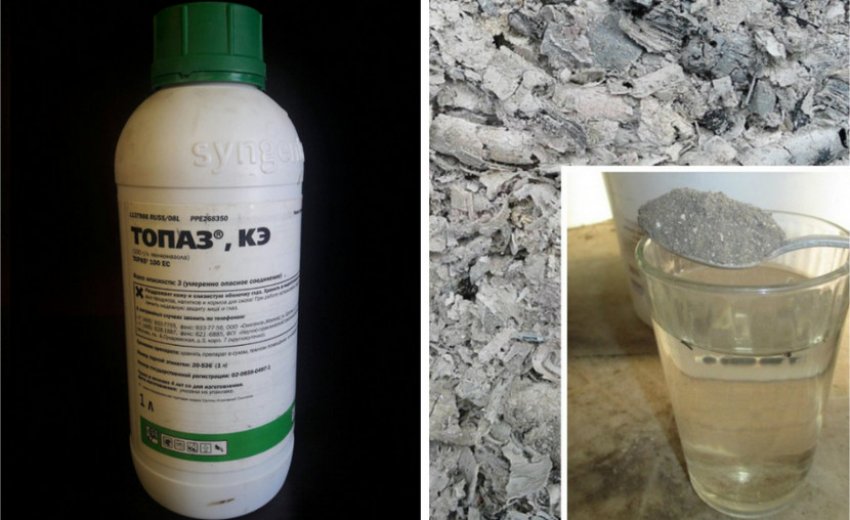 Спосіб боротьби з сірою гниллю Спосіб боротьби з сірою гниллю