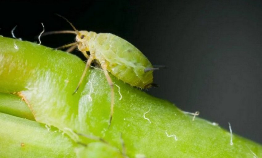 Тля на спирее Тля на спирее