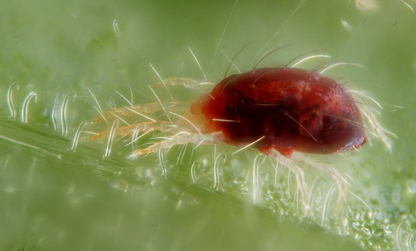 Паутинный клещ Паутинный клещ