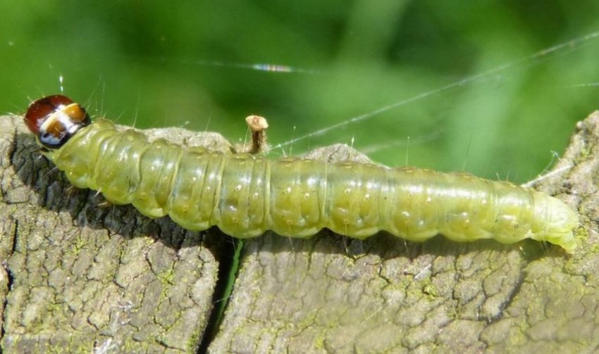 Листовёртка на спирее Листовёртка на спирее