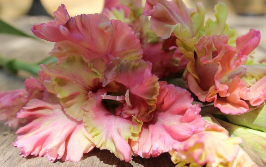 Сорт гладіолусів Praha Сорт гладіолусів Praha