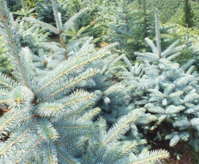 Опис колючої ялини Глаука Місті Блю, посадка та догляд за нею