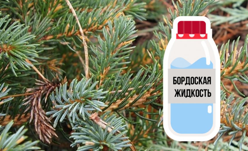 Боротьба з ржавчиною ялини