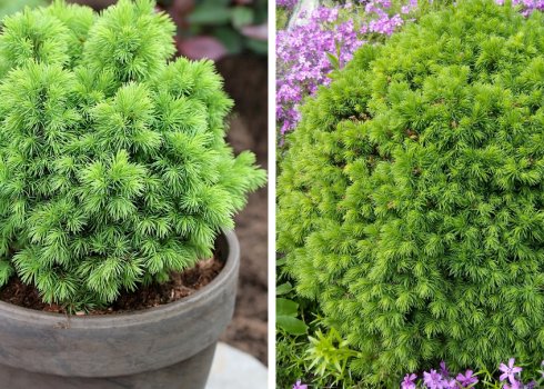 Опис канадської смереки віком з Альберта, її посадка та догляд за тривіалістю