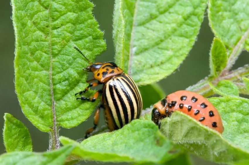 В Росії виявили сорт картоплі, на якому не може жити колорадський жук В Росії виявили сорт картоплі, на якому не може жити колорадський жук