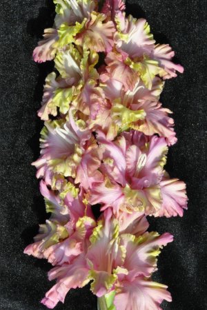 Гладіолуси Прага Гладіолуси Прага